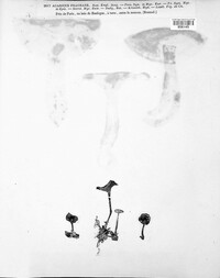 Image of Clitocybe fragrans